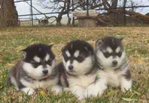 gorgeous and breathtaking siberian husky puppies
