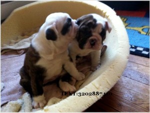4 English Bulldog puppies looking for foster parents at Xmas and forever text 3202887410 with email.