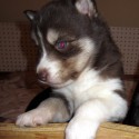 gorgeous and breathtaking siberian husky puppies