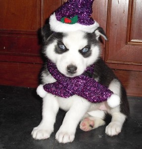 OUTSTANDING MALE AND FEMALE SIBERIAN HUSKY PUPPIES FOR X-Mass Homes.