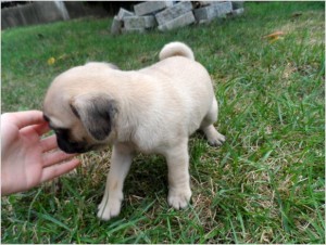 Cute Female Pug puppy - AKC Registered