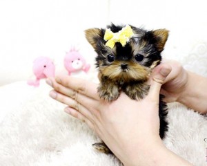 Cute And Charming Yorkie Puppies For Christmas