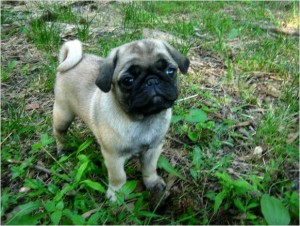 Cute Female Pug puppy - AKC Registered