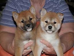 Vaccinated Chrismas Shiba Inu Puppies For Sale Now ,,