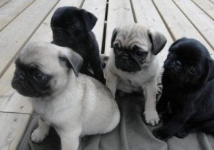 WORLD CHAMPION PUGS READY NOW FOR EVER HOME.