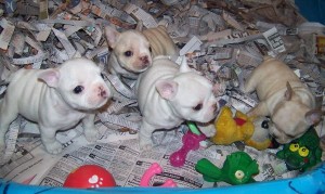 X Mas Male And Female French Bulldog For Free Adoption.