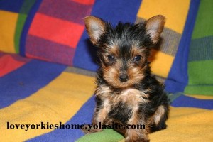 Two Quality X-mass  T-cup yorkie puppies  looking for a good home.