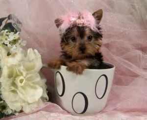 The perfect teacup Yorkies for Xmas