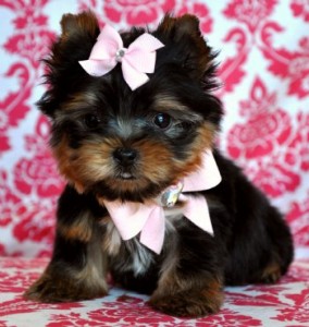 Tenderly raised teacup yorkie Puppies.