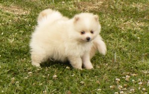 Nice Pomeranian Puppies free to good homes