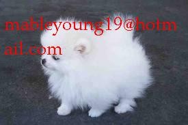 Cute and adorable male and female pomeranian puppies