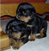 cute and adorable male and female Rottweiler puppies