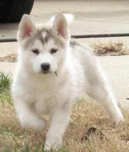 Free ?Blue eyes Siberian Husky ?free to text  (732) 963-6786