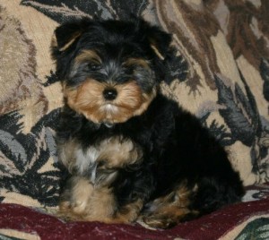 VERY VERY TINY Male and Female Yorkshire Terrier Puppies