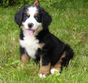 cute and adorable  male and female Bernese Mountain Dog