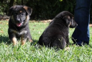 cute and adorable male and female German Shepherd puppies