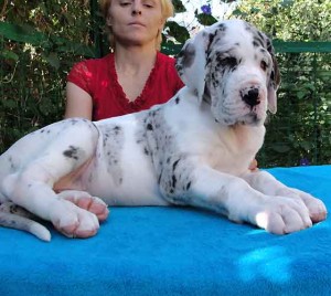 cute and adorable male and female Great Dane puppies