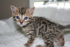 Beautiful Male Female bengals kittens For Sale