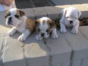 Bulldog puppies.