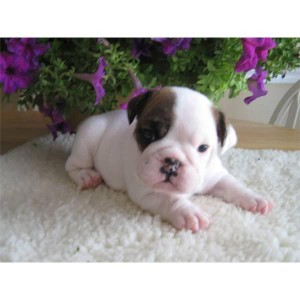 Home raised English Bull dog puppies ready for adoption