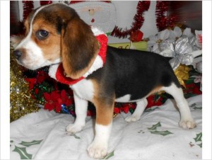 Cute beagle puppies for Christmas