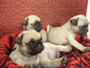 lovable pug puppies for adoption.