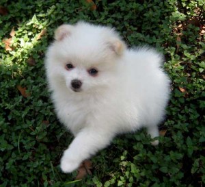 sweet white Pomeranian puppies available for a new home.