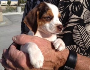 lovely beagle puppies ready for xmas homes.