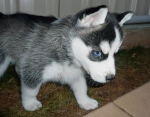 Beautiful Gorgeous Christmas Gifts Present Male And Female Siberian Husky Puppies For Sale Now Ready To Go Home.