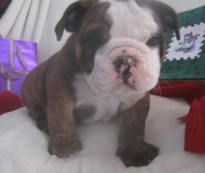 House Raised English Bulldog Puppies For Sale.