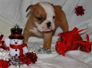 Fresh Healthy English Bulldog Puppies For Caring Homes.