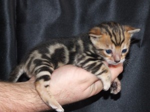 Adorable male and female Bengal kittens ready for adoption.