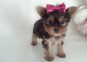 Teacup Yorkshire Terrier puppies