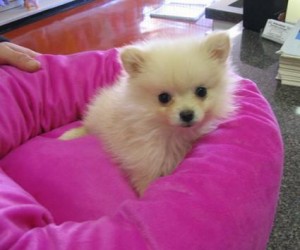 Toy Pomeranian Puppies