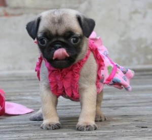 cute pug puppies for caring and pet loving homes