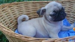 pure breed pug puppies for sale.