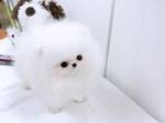 X-Mas Female Socialized Pomeranian Puppy For Adoption.