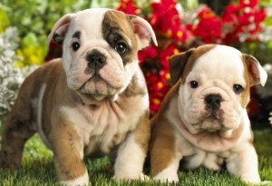 Super Champion Bloodline English Bulldog Puppies For Sale