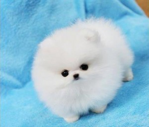 White little Pomeranian puppies are out there for re homing this exams