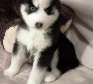 &quot;Guarantee Brown and Black Siberian Husky Puppies For Special Pet Lovers&quot;