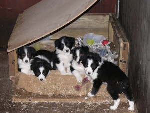 Border Collie Pups ISDS/AKC