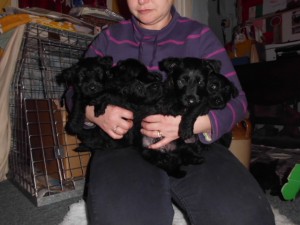 SCOTTISH TERRIER PUPS