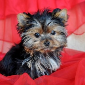 CHARMY  TEACUP YORKIE PUPPIES FOR A NEW HOME....