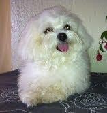 Enchanting X-Mas Maltese Puppies Available