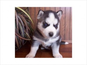 Best three Chris Mass male and female Siberian husky puppies