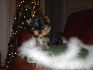 Cute TeaCup Male And Female Yorkie puppies For Adoption