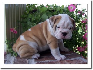 OUTSTANDING ENGLISH BULLDOG PUPPIES FOR ADOPTION