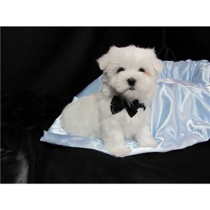 cute maltese puppies for sale