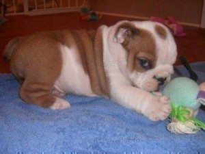 Christmas AKC English Bulldog Puppies Available