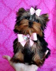 Two Gorgeous Yorkie Puppies Avalaible for adoption now